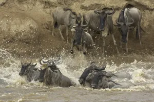 Blue Wildebeest (Connochaetes taurinus)