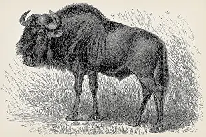 The blue wildebeest (Connochaetes taurinus)