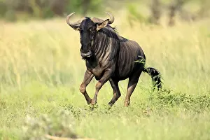 Blue wildebeest (Connochaetes taurinus)