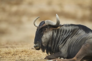 Blue wildebeest (Connochaetes taurinus) in the dessert