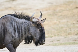 Blue wildebeest (Connochaetes taurinus) in the dessert