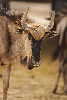 Blue wildebeest (Connochaetes taurinus) in the dessert