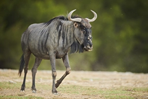 Blue wildebeest (Connochaetes taurinus) in the dessert