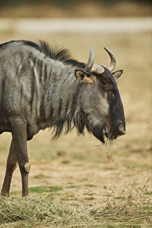 Blue wildebeest (Connochaetes taurinus) in the dessert