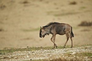 Blue wildebeest (Connochaetes taurinus) in the dessert
