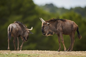 Blue wildebeest (Connochaetes taurinus) in the dessert