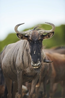 Blue wildebeest (Connochaetes taurinus) in the dessert