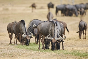 Blue wildebeest (Connochaetes taurinus) in the dessert