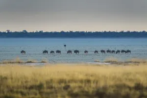 Blue wildebeest (Connochaetes taurinus) at the edge of the salt pan