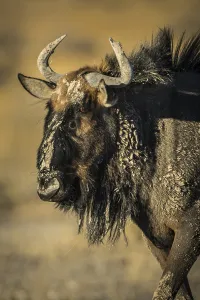 Blue wildebeest (Connochaetes taurinus) in evening sun