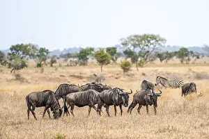 Blue wildebeest (Connochaetes taurinus) herd in dry grass
