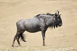 Blue wildebeest (Connochaetes taurinus) standing in the dessert