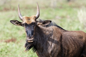 Blue wildebeest (Connochaetes taurinus taurinus)