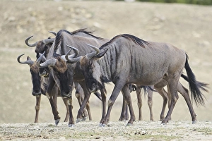 Blue wildebeest (Connochaetes taurinus) walking in the dessert