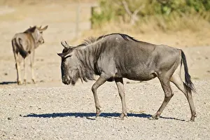 Blue wildebeest (Connochaetes taurinus) walking in the dessert