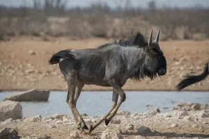 Blue wildebeest (Connochaetes taurinus) walking at a waterhole