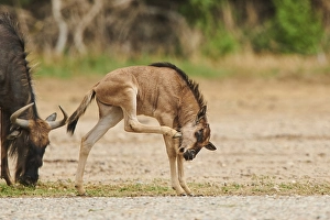 Blue wildebeest (Connochaetes taurinus) youngster in the dessert
