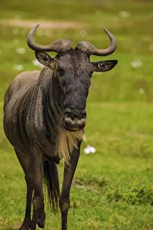 Blue wildebeest (Connochaetes taurinus)common wildebeest