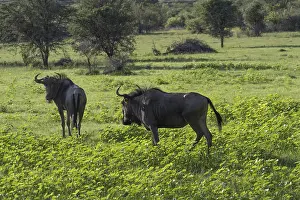 Blue wildebeest in lush green grass (Connochaetes taurinus)