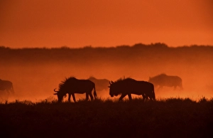 Blue wildebeests (Connochaetes taurinus)