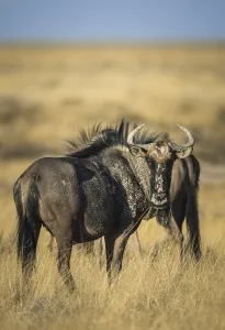 Blue wildebeests (Connochaetes taurinus)