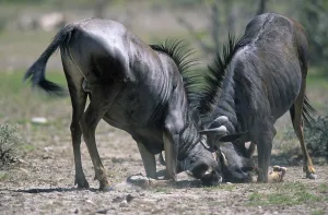 Blue Wildebeests (Connochaetes taurinus) fighting