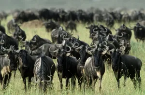 Blue Wildebeests, Serengeti national park