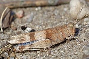 Blue-winged grasshopper (Oedipoda caerulescens)