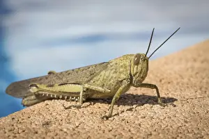 Blue-winged grasshopper (Oedipoda caerulescens)