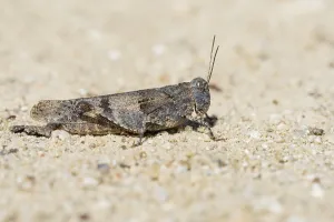 Blue-winged grasshopper (Oedipoda caerulescens)