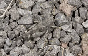 Blue-winged grasshoppers (Oedipoda caerulescens)
