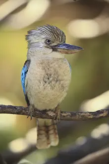 Blue-winged kookaburra (Dacelo leachii)