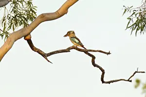 Blue-winged Kookaburra (Dacelo leachii)