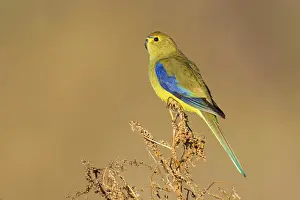 Blue-winged Parrot (Neophema chrysostoma) female