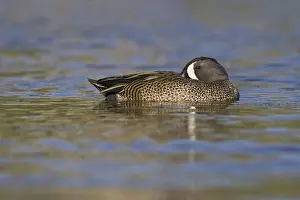 Blue-winged Teal (Spatula discors) male