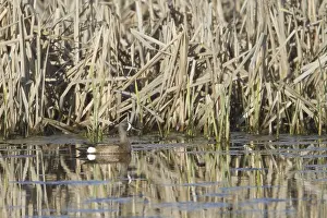 Blue-winged Teal (Spatula discors) male