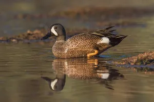 Blue-winged Teal (Spatula discors) male