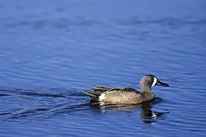 Blue-winged teals (Anas discors) moult twice a year