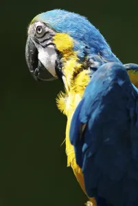 Blue and yellow Macaw (Ara ararauna)