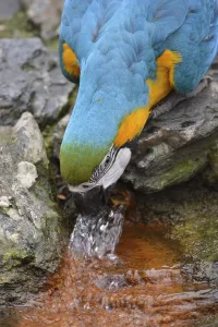 Blue and yellow macaw (Ara ararauna), captive