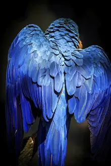 Blue and yellow macaw perched on a branch