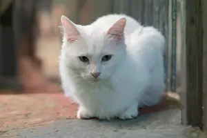 Blue and yellow odd eyed Van cat, Turkey, Asia