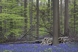 Bluebell, beech forest (Endymion nonscriptus) (Fagus sylvatica)
