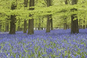 Bluebell (Endymion non-scriptus) flowering mass