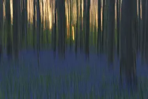 Bluebell (Hyacinthoides) in a forest with copper beech (Fagus silvatica)