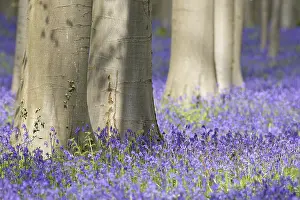 Bluebell (Hyacinthoides) in a forest with copper beech (Fagus silvatica)