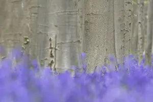 Bluebell (Hyacinthoides) in a forest with copper beech (Fagus silvatica)