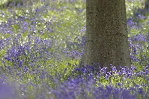 Bluebell (Hyacinthoides) in a forest with copper beech (Fagus silvatica)