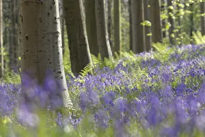 Bluebell (Hyacinthoides) in a forest with copper beech (Fagus silvatica)