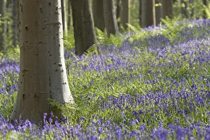 Bluebell (Hyacinthoides) in a forest with copper beech (Fagus silvatica)